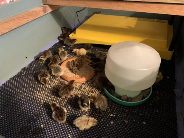 Image 3 of Quail hatching eggs for sale