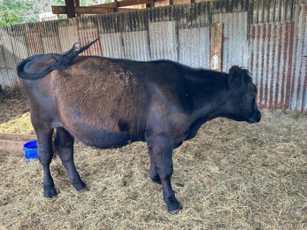 Image 2 of Wagyu x Aberdeen Angus Steer Available