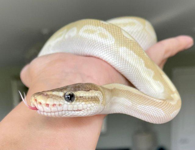 Preview of the first image of Stunning Rare Crystal Ball Python FEMALE sub adult.