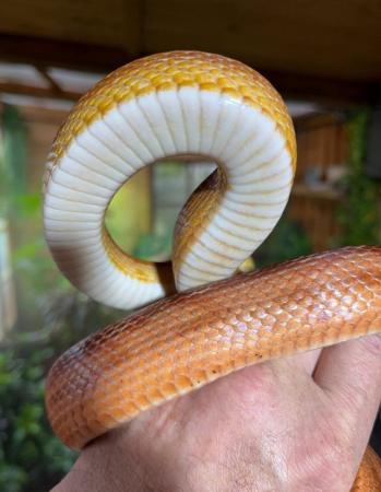 Image 5 of OMG Beautiful motley female corn snake