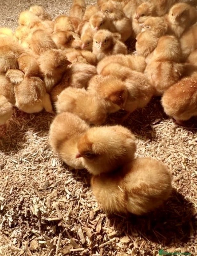 Preview of the first image of 2 week old female hybrid/warren chicks..