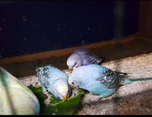 Image 5 of Baby budgies available in 8/9 weeks