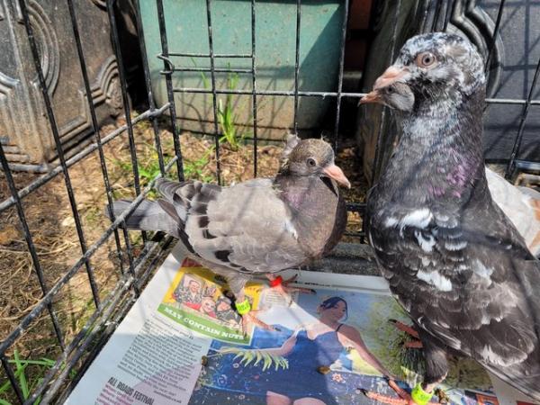 Image 4 of 9 Young Pigeons For Sale In Essex
