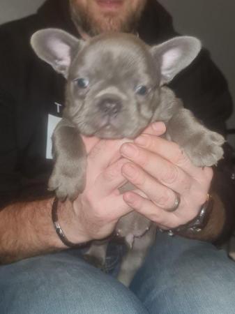 Image 3 of French Bulldog Puppies ALL SOLD
