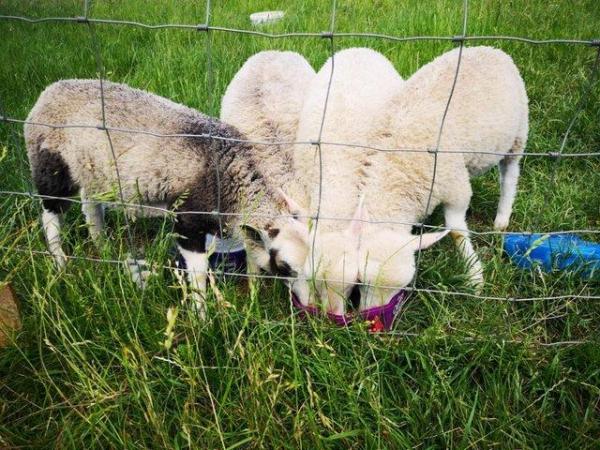 Image 3 of Shetland Sheep in beautiful colours. Pets, breeding, showing