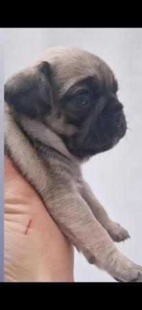 Image 8 of Amazing pugalier Puppy's pug ready now 1 girl left