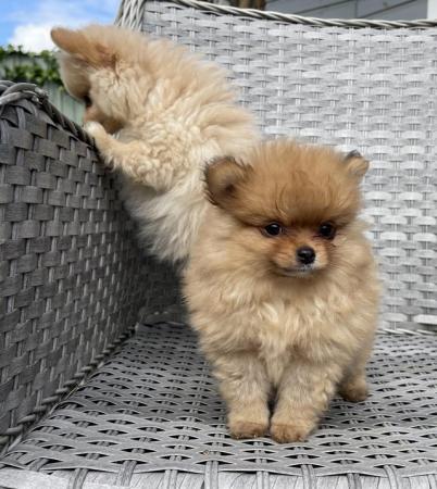 Image 7 of Pomeranian Puppies Ready now only 2  Boys