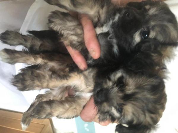 Image 1 of Poodle x Chihuahua Puppies