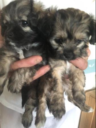 Image 1 of Poodle x Chihuahua Puppies