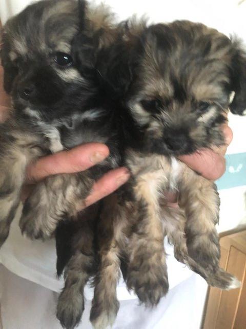 Preview of the first image of Poodle x Chihuahua Puppies.