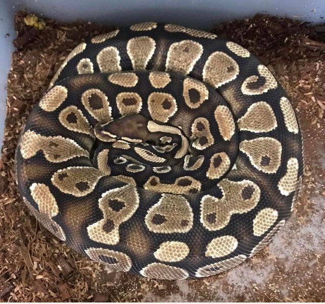 Preview of the first image of proven breeder adult Female Gravel Ball Python.