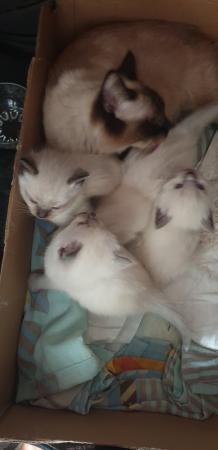 Image 2 of Ragdoll kittens full vaccinated