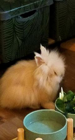 Image 3 of Female double-maned lionhead 6 months