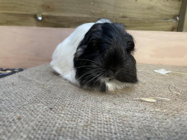 Image 6 of Long haired guinea pigs forsale