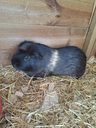 Image 6 of A pair of bonded Guinea pigs