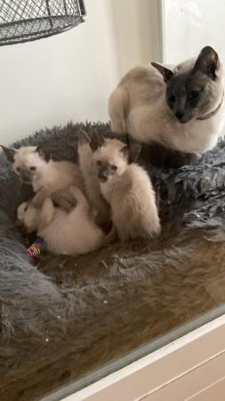 Image 9 of Full Siamese Kittens and Siamese X BBKittens PLEASE READ