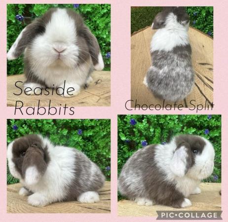 Image 8 of Stunning mini lops available to reserve
