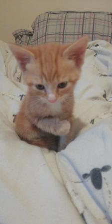 Image 4 of 2 Beautiful Ginger and white Kittens Ready to leave now