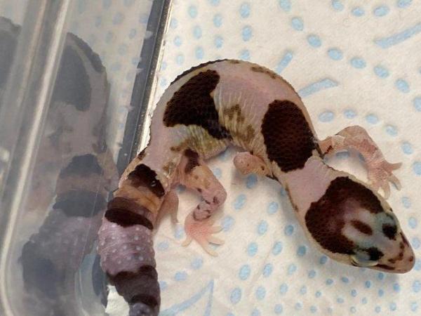 Image 5 of Fat Tailed Geckos at Birmingham Reptiles