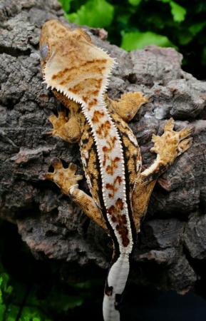 Image 5 of Gorgeous Tri Colour Harlequin Pinstripe Crested Gecko CB 22