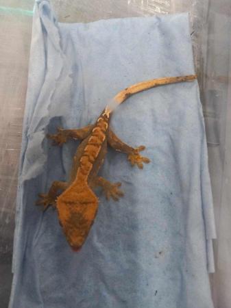 Image 2 of Crested Gecko's for sale