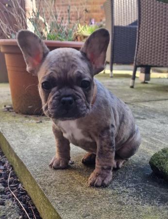 Image 2 of 8 week old french bulldog pups for sale