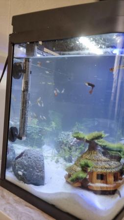 Image 5 of 65 Litre Tropical Fish Tank with Fish included