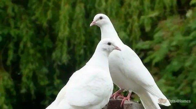 Image 2 of Healthly Original White Doves