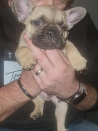 Image 7 of French Bulldog Puppies ALL SOLD