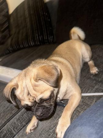 Image 3 of 16 month old Chug dog for sale