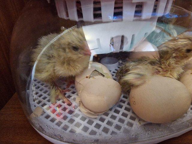 Preview of the first image of Day old isabella / lavender brahma chicks.