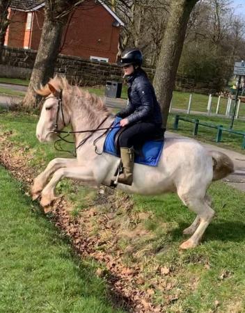Image 2 of 14hh bombproof gelding for sale