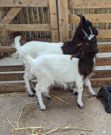 Image 2 of Yearling Bagot goat wethers for sale, friendly and tame