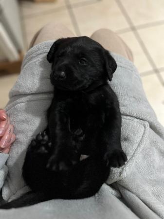 Image 2 of Labrador Pups for sale- ready now-KC reg