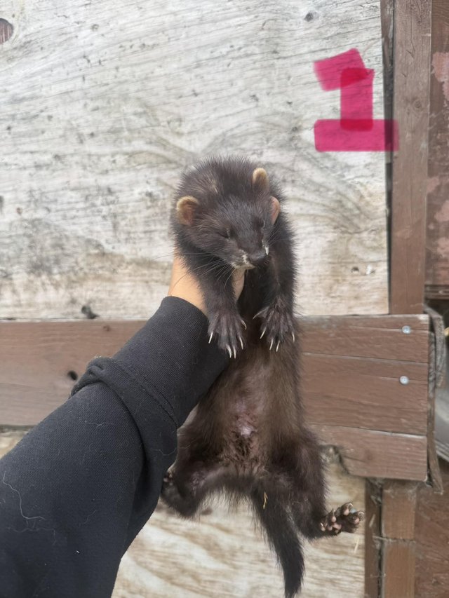 Young ferret hobs looking for home — photo 3 of 4
