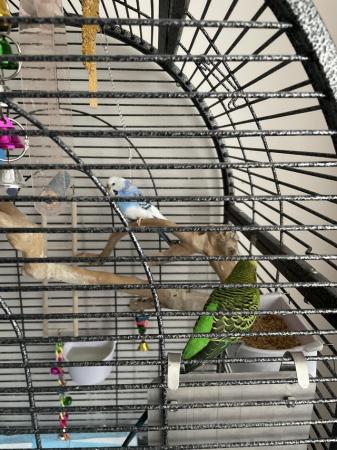 Image 1 of !SOLD! Budgies and cage