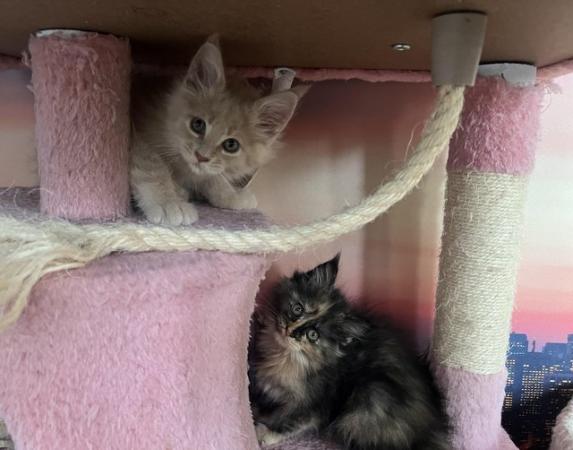 Image 3 of maine coon kittens ready for reservation