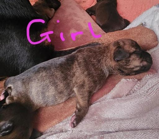 Image 5 of Staffordshire bull terrier puppies 5 girls 2 boys
