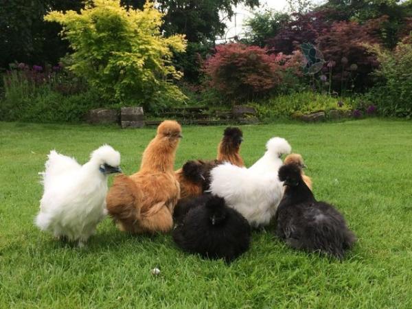 Image 3 of point of lay Silkie pullets