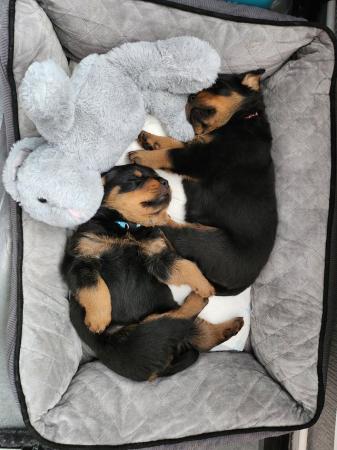 Image 12 of Beautiful chunky rottweiler puppies