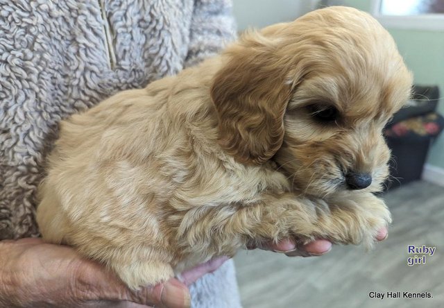Image 20 of Golden F1 Cockapoo puppies, ready soon.