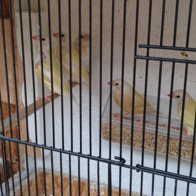 Preview of the first image of Gouldian Chicks 10-11 months old.