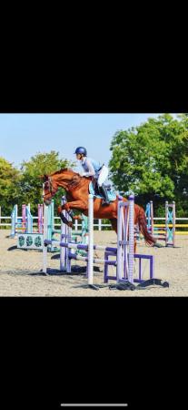 Image 1 of Amber 16.2 chestnut mare