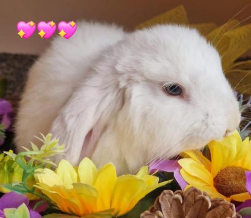 Image 4 of Beautiful French Lops for forever homes