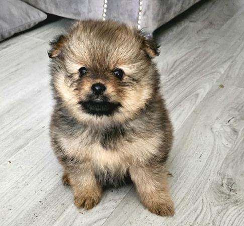 Image 6 of Adorable quality brindle Teddy bear face Pomeranian puppy