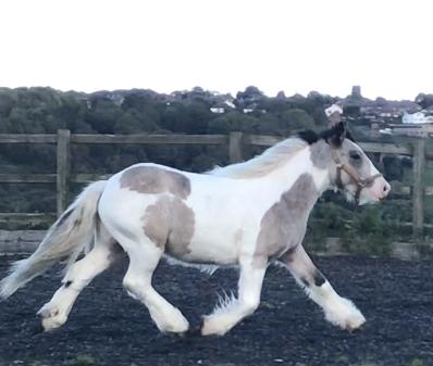 Image 3 of Outstanding Traditional Dun & White Cob Gelding 2 yr old