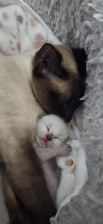 Image 18 of 5 Male Siamese kittens for sale - 4 LEFT - WHITE SOLD