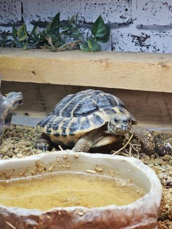 Image 3 of 6 year old male Herman's tortoise
