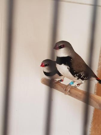 Image 5 of Dimond firetails finches  for sale