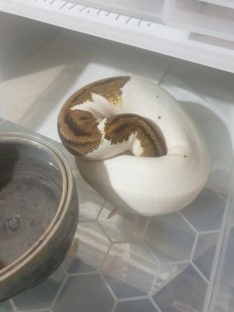 Image 3 of male yellow belly pastel pied